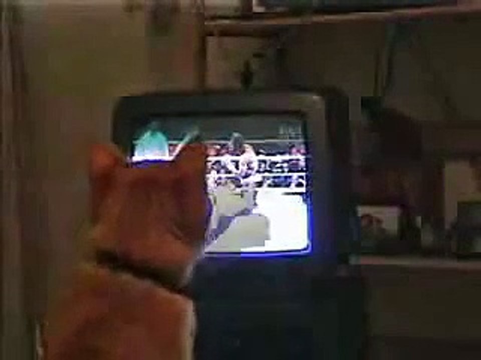le chat qui box