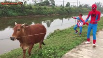 Spiderman vs Captain America grazing Cows Fun Superhero in Real Life
