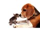 Pet Insurance Reviews, Reviews on Cat and Dog ASDA Pet Insurance