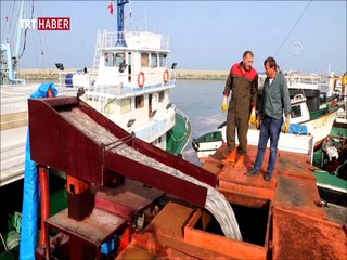 Bir gecede 500 ton hamsi avlandı