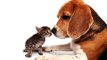 Pet Insurance Reviews, Reviews on Cat and Dog ASDA Pet Insurance