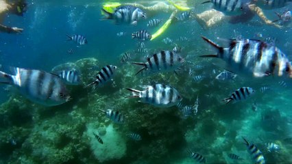 WTF Underwater sexual assault?