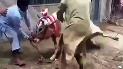 Un homme se fait mettre ko par une vache