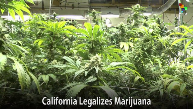California Legalizes Marijuana
