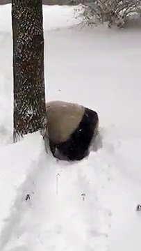 Панда радуется снегу
