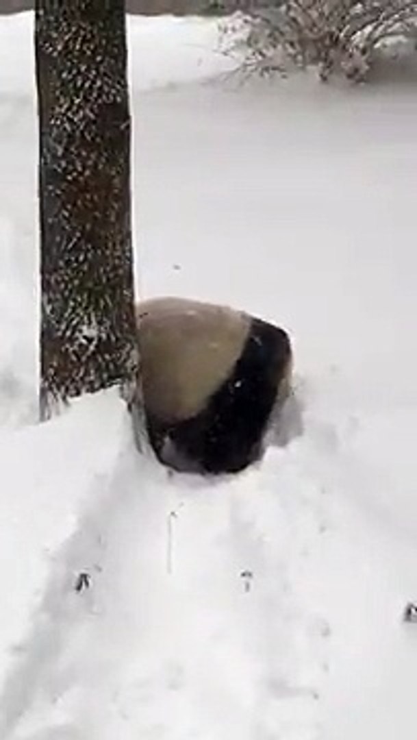 ⁣Панда радуется снегу
