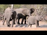 Southern Africa Drought Takes Toll on Animals in Kruger Park