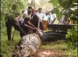 Giant crocodile came into Matara, Welewatta -Navimana Road - Sri Lanka
