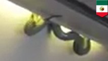 Snakes on a plane for real! Poisonous 3-foot viper crawls through cabin on Aeromexico flight