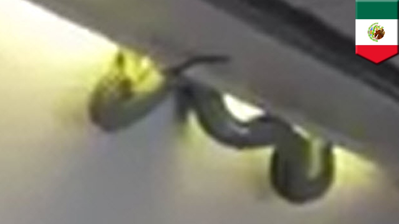 Snakes on a plane for real! Poisonous 3-foot viper crawls through cabin on Aeromexico flight