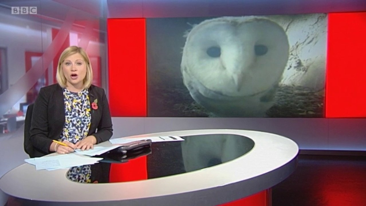 BBC1_Look North (East Yorkshire & Lincolnshire) 9Nov16 - Wildlife artist, Robert Fuller