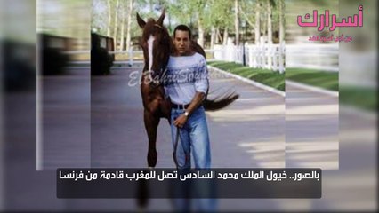 بالصور.. خيول الملك محمد السادس تصل للمغرب قادمة من فرنسا