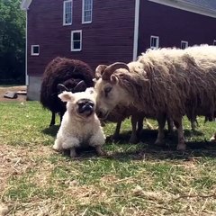 Come on guys, follow me!