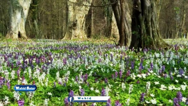 Ahmad Zahir Tu Ba Yak Dasht Por Az Gul -احمد ظاهر تو به یک دشت پر از گل