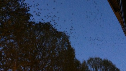 Les étourneaux place Saint-Jean à Caen