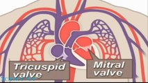 How The Heart Works Animation Video - How Does the Circulatory System Work_ Card