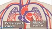 How The Heart Works Animation Video - How Does the Circulatory System Work_ Card