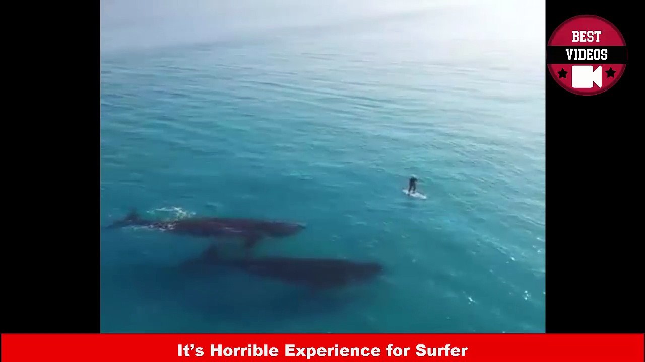 It’s Horrible Experience for Surfer - Best Videos