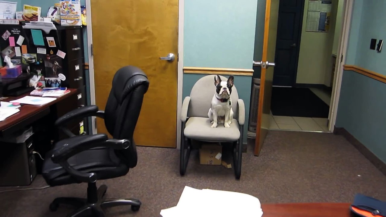 Talking French Bulldog Puppy