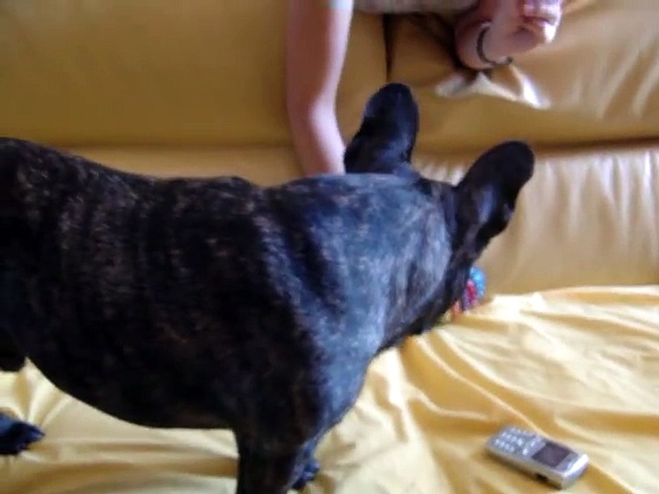 Val, le Bouledogue francais qui chante  French Bulldog