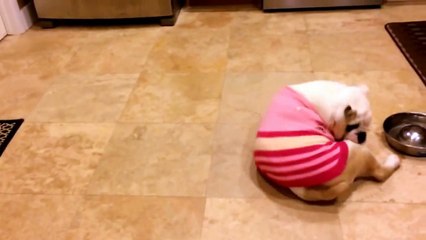 Why you should get an English bulldog - Four reasons