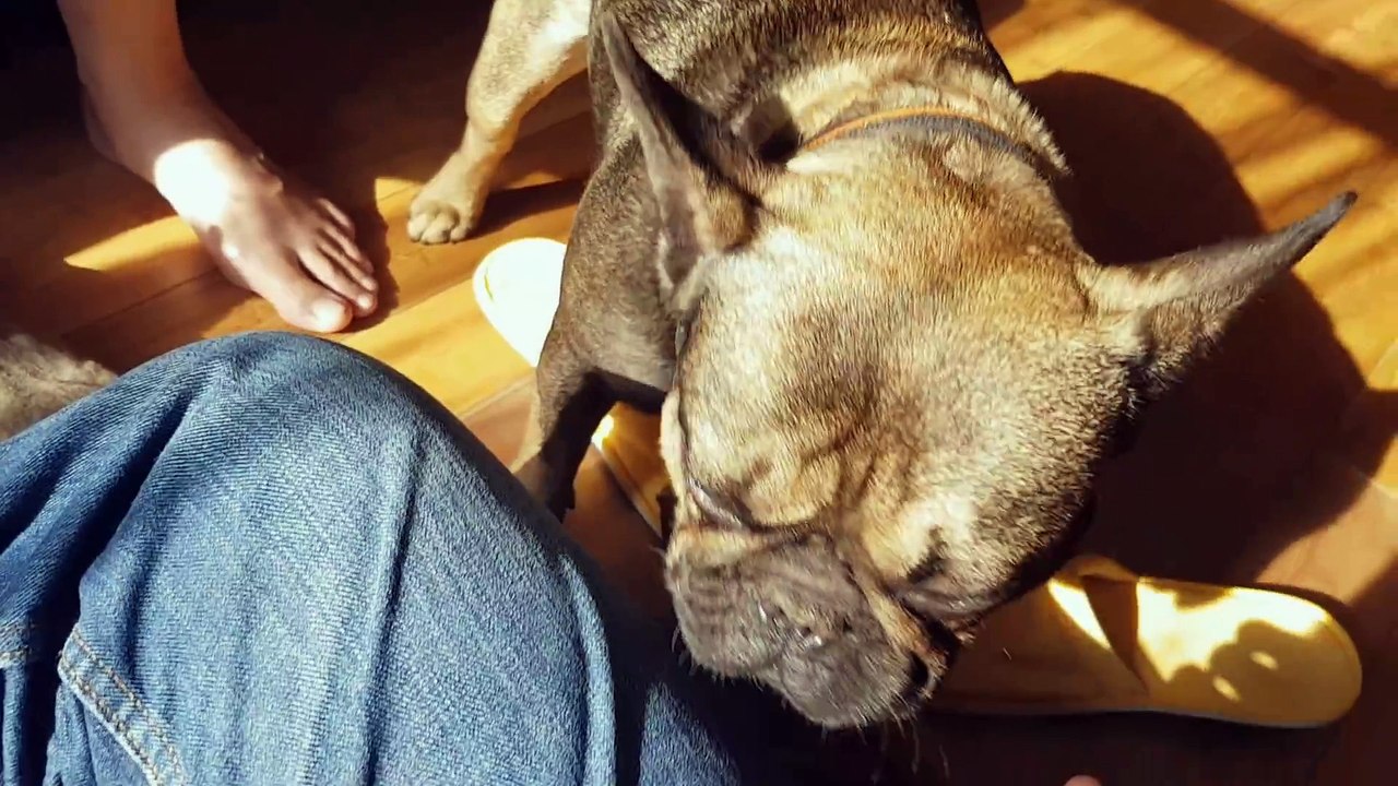 Womble viewing French bulldog puppies