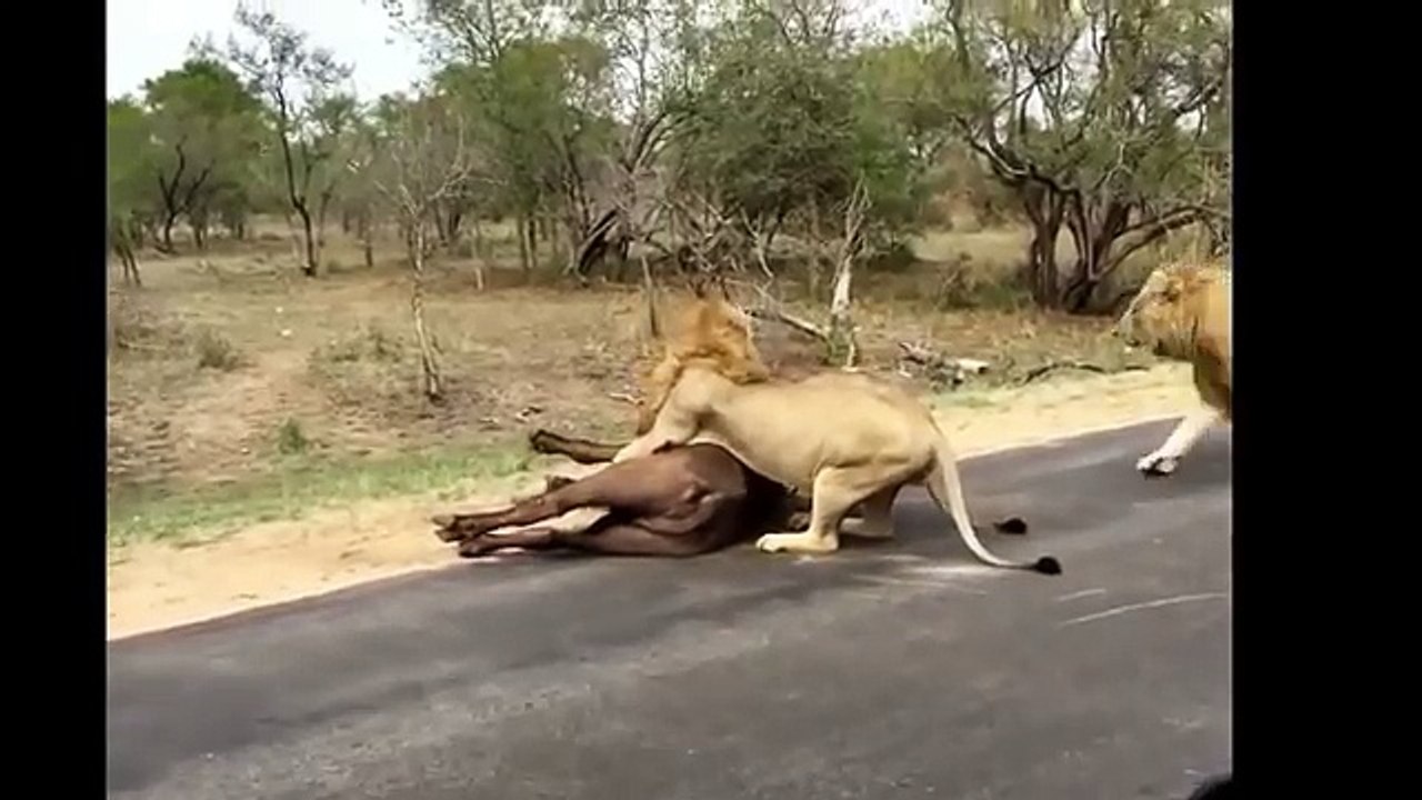 15 CRAZIEST Animal attacks Caught On Camera #2 Most Amazing Wild Animal Attacks