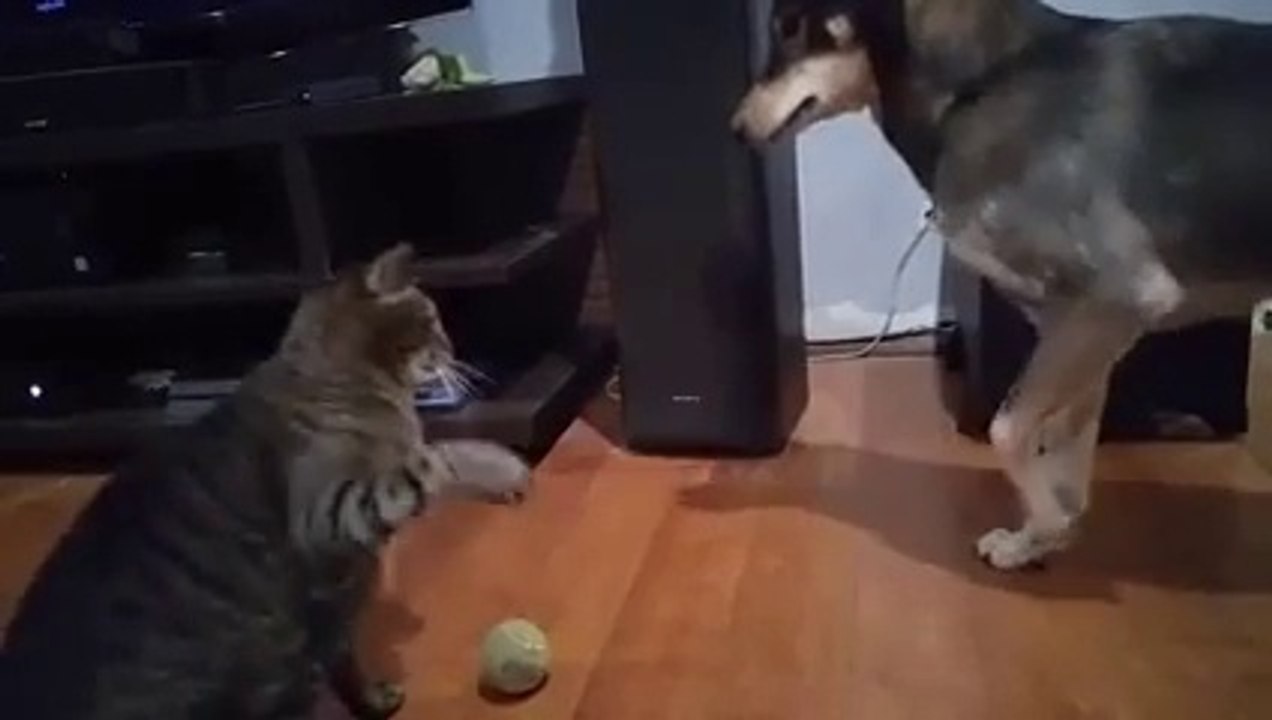 Gib mir die Pfote :D