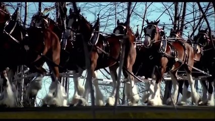 Budweiser Super Bowl Commercial - Clydesdales Heroes Tribute (2011)