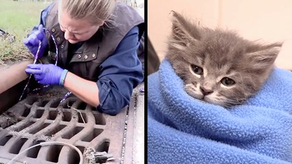 Watch Rescuers Lasso This Lovable Kitten From A Storm Drain