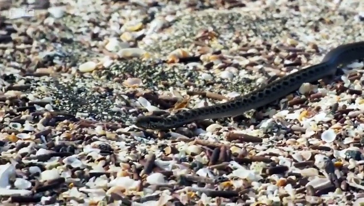 Bebe iguane chassé par des serpents, la plus belle vidéo animale