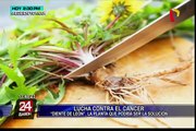 Diente de león: podría ser la solución contra el cáncer