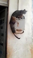 Funny Cats Video