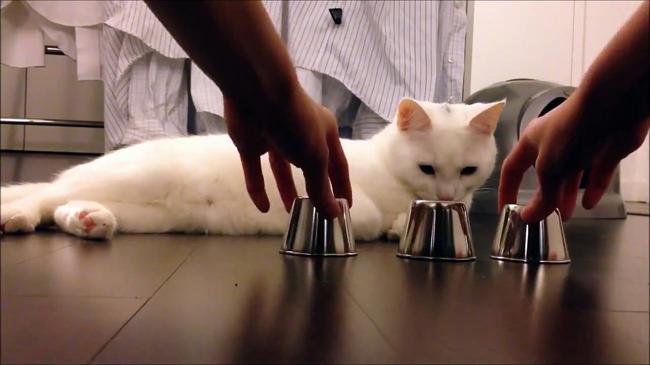 Smart Cat playing Game.