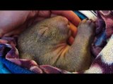 This Tiny, Dreaming Wombat Might Help You Forget About US Presidential Election