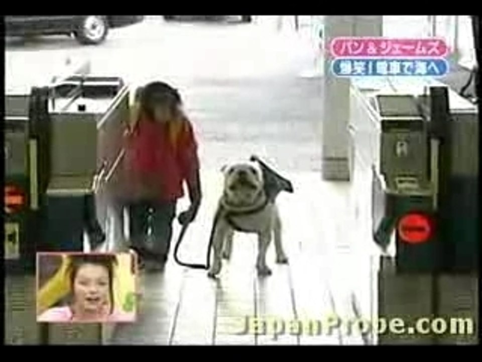 un singe dans le metro  japonnais