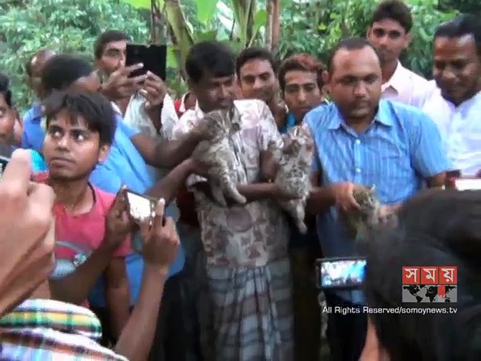 নাটোরে মেছো বাঘের বাচ্চা উদ্ধার