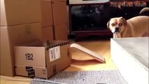 Funny Cats And Dogs Part 5 - Funny Cats vs Dogs - Funny Animals Compilation