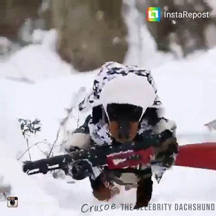 Собака Диверсант
