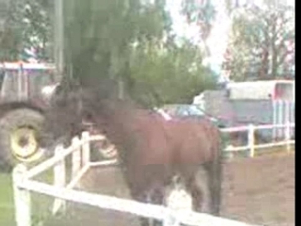 cheval de jenny