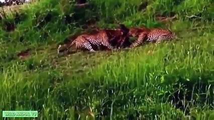 Top 10 Tiger vs antelope, Giant Python vs Crocodile, Lion, buffalo Most Amazing Animals At