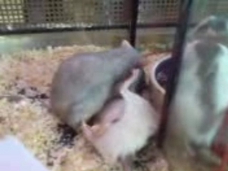 Tender Rat Love