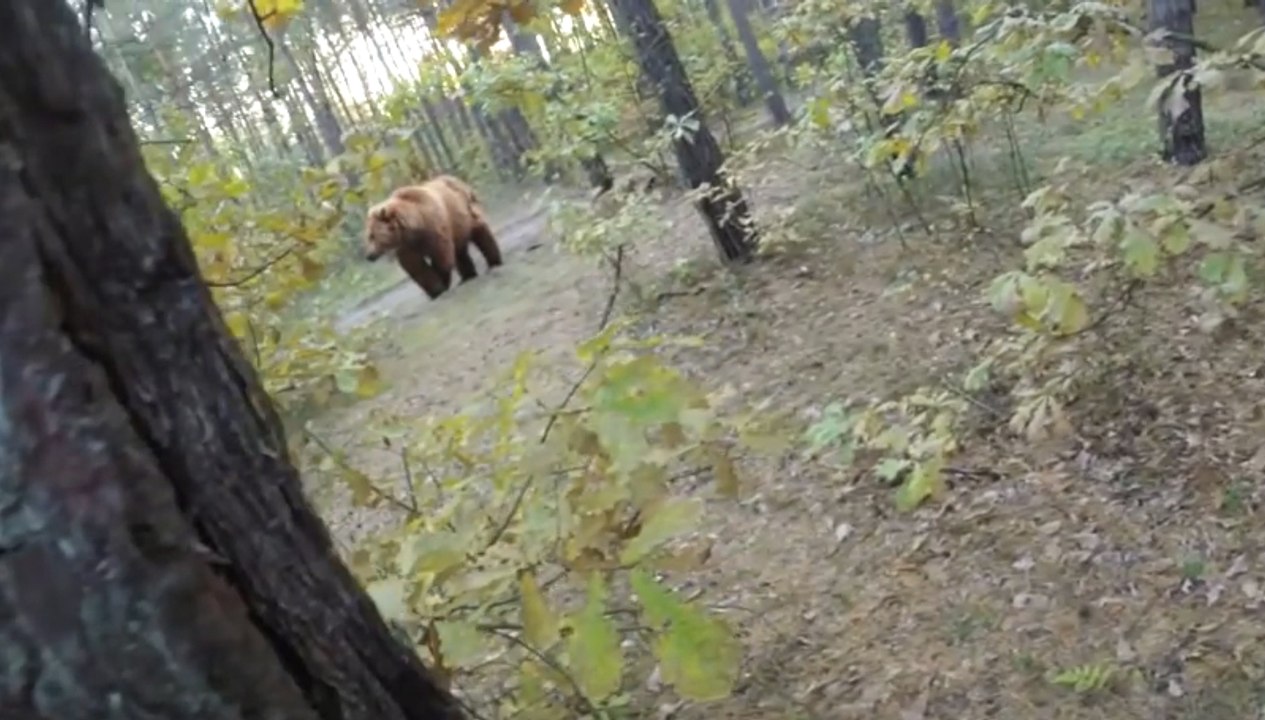 Đang đi xe đạp trong rừng bị gấu tấn công bất ngờ