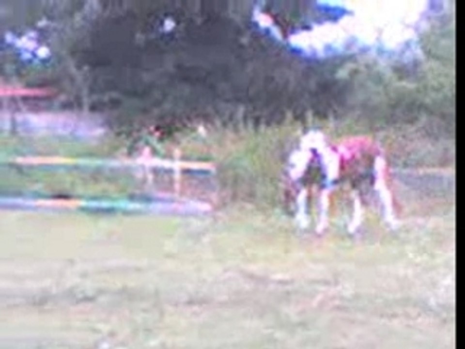 mon poney au pré