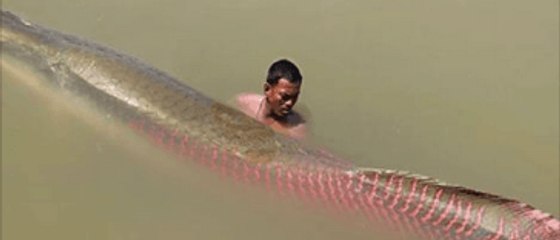 [BEST] 100KG AMAZON RIVER MONSTER_GIANT ARAPAIMA GOLD FISH