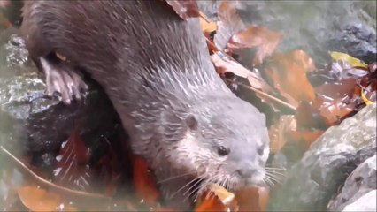 Cette loutre se lave les mains avant de manger !