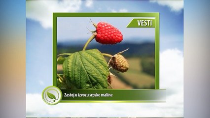 Vesti - Zastoj u izvozu srpske maline