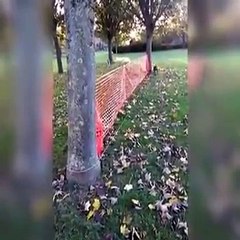 T'en a marre de promener ton chien... Voila la solution