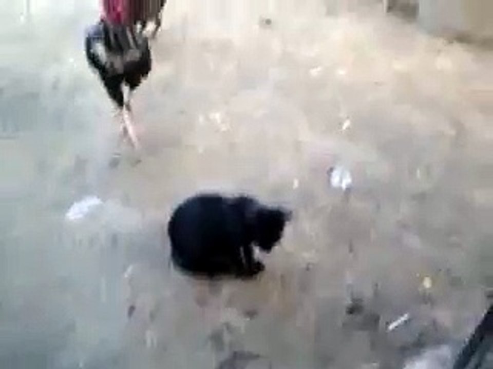 ПЕТУХ И КОТ :)
