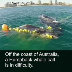 Watch the dramatic rescue of a baby Humpback whale